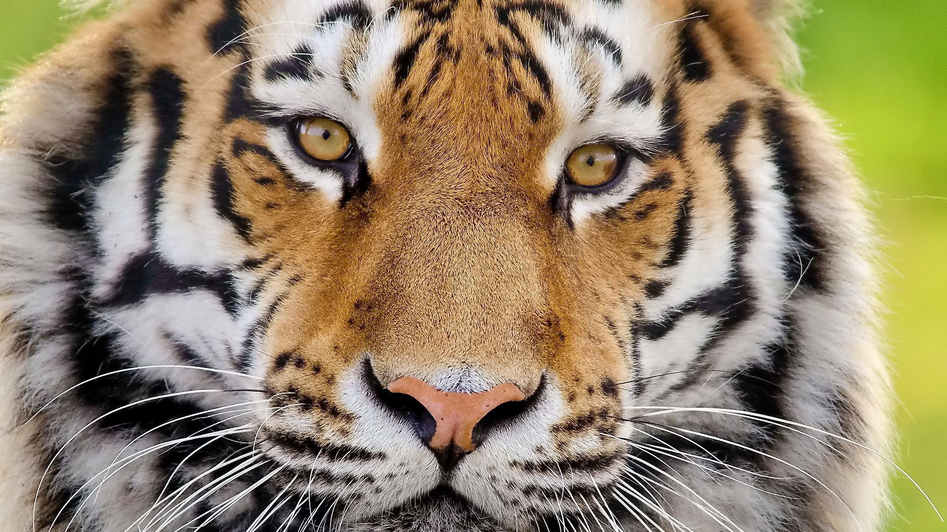 Download wallpaper 1920x1080 tiger, face, fluffy, predator full hd ...