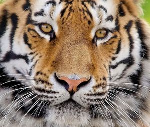 Preview wallpaper tiger, face, fluffy, predator