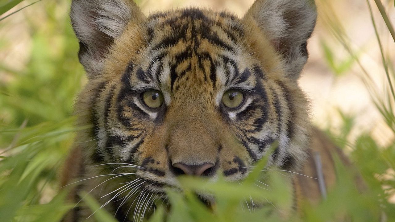 Wallpaper tiger, face, grass, predator, cub