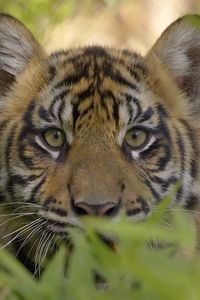 Preview wallpaper tiger, face, grass, predator, cub