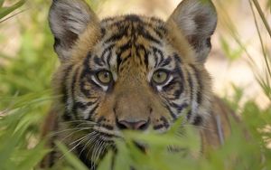 Preview wallpaper tiger, face, grass, predator, cub