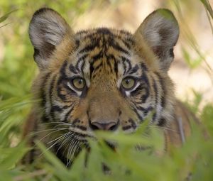 Preview wallpaper tiger, face, grass, predator, cub