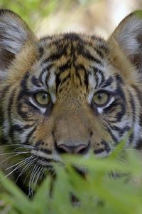 Preview wallpaper tiger, face, grass, hunting