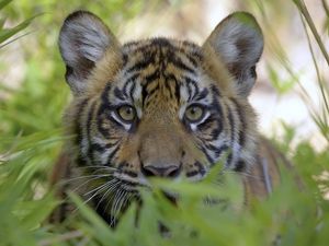 Preview wallpaper tiger, face, grass, hunting