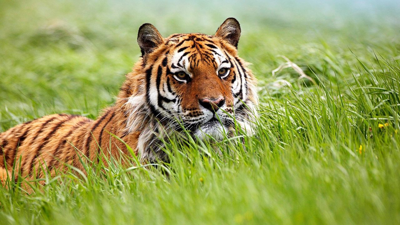 Wallpaper tiger, face, grass, hunting