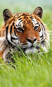 Preview wallpaper tiger, face, grass, hunting
