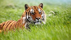 Preview wallpaper tiger, face, grass, hunting