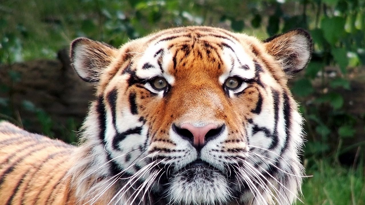 Wallpaper tiger, face, happy, look, big cat