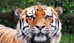 Preview wallpaper tiger, face, happy, look, big cat