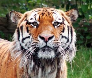 Preview wallpaper tiger, face, happy, look, big cat