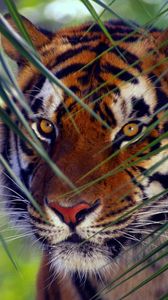Preview wallpaper tiger, face, leaves, look, striped