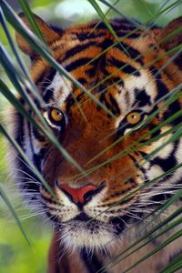 Preview wallpaper tiger, face, leaves, look, striped