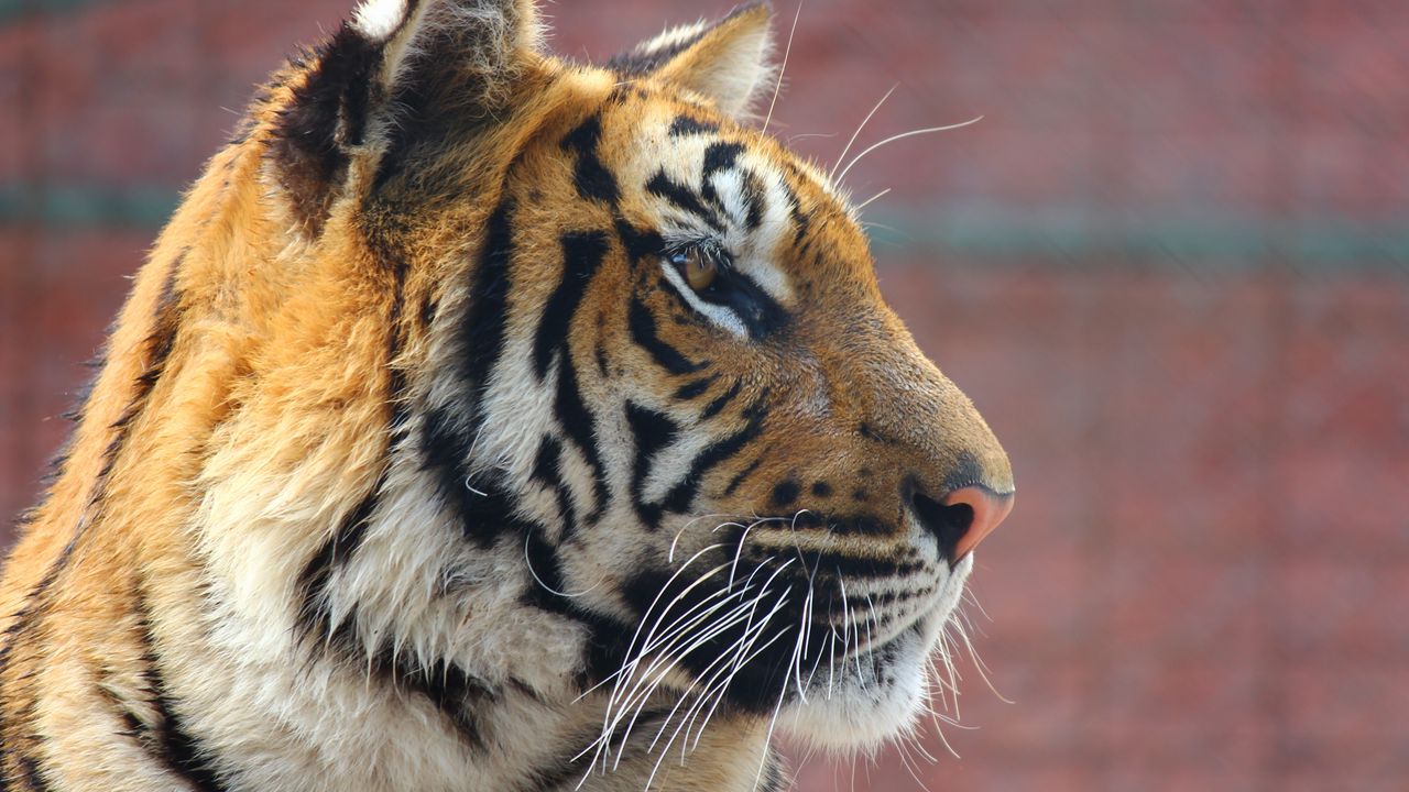 Wallpaper tiger, face, nose, predator