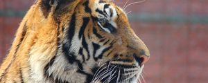Preview wallpaper tiger, face, nose, predator
