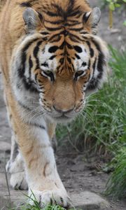 Preview wallpaper tiger, face, paws, grass