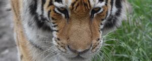 Preview wallpaper tiger, face, paws, grass