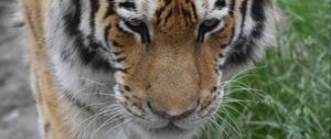 Preview wallpaper tiger, face, paws, grass