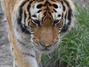 Preview wallpaper tiger, face, paws, grass