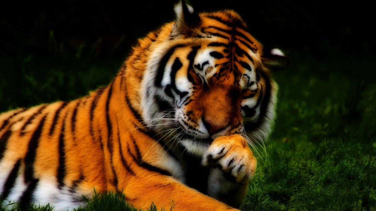Wallpaper tiger, face, predator, grass, hdr
