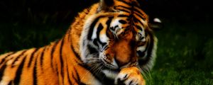 Preview wallpaper tiger, face, predator, grass, hdr