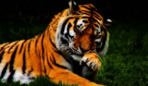 Preview wallpaper tiger, face, predator, grass, hdr