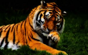 Preview wallpaper tiger, face, predator, grass, hdr