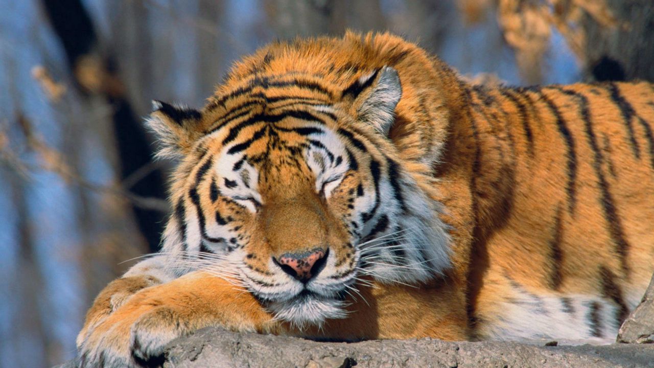 Wallpaper tiger, face, predator, big cat