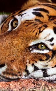 Preview wallpaper tiger, face, predator, big cat