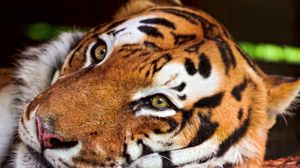 Preview wallpaper tiger, face, predator, big cat
