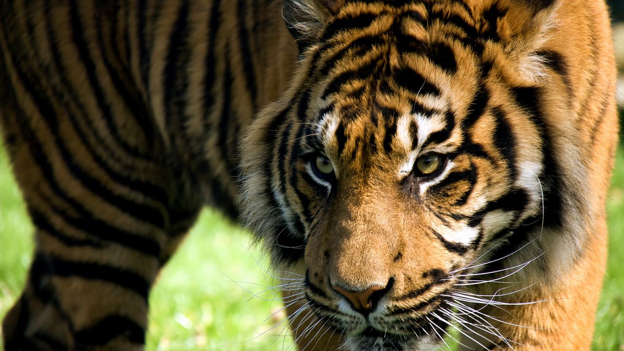 Wallpaper tiger, face, predator, striped, big cat