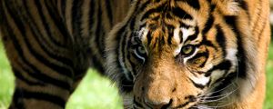 Preview wallpaper tiger, face, predator, striped, big cat