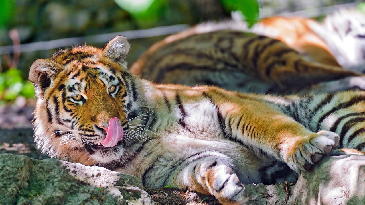 Wallpaper tiger, face, predator, tongue, wash hd, picture, image