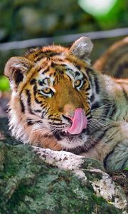 Preview wallpaper tiger, face, predator, tongue, wash