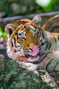 Preview wallpaper tiger, face, predator, tongue, wash