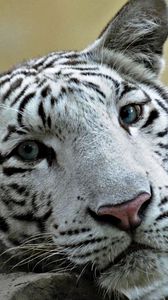 Preview wallpaper tiger, face, predator, teeth, big cat
