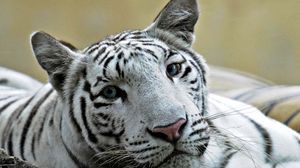 Preview wallpaper tiger, face, predator, teeth, big cat