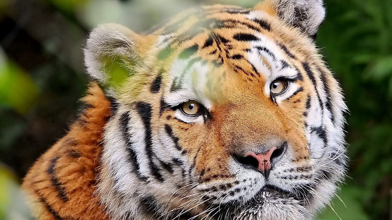 Wallpaper tiger, face, predator, look, good
