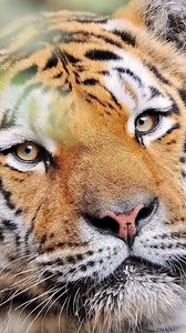 Preview wallpaper tiger, face, predator, look, good