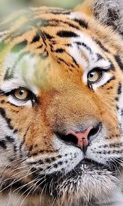 Preview wallpaper tiger, face, predator, look, good