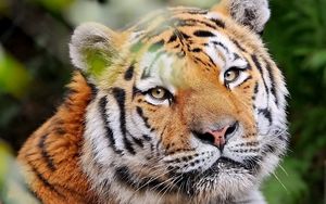 Preview wallpaper tiger, face, predator, look, good