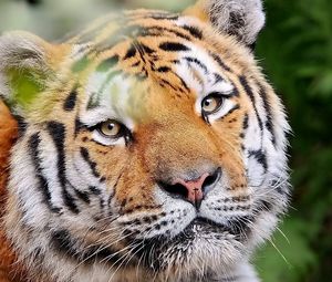 Preview wallpaper tiger, face, predator, look, good