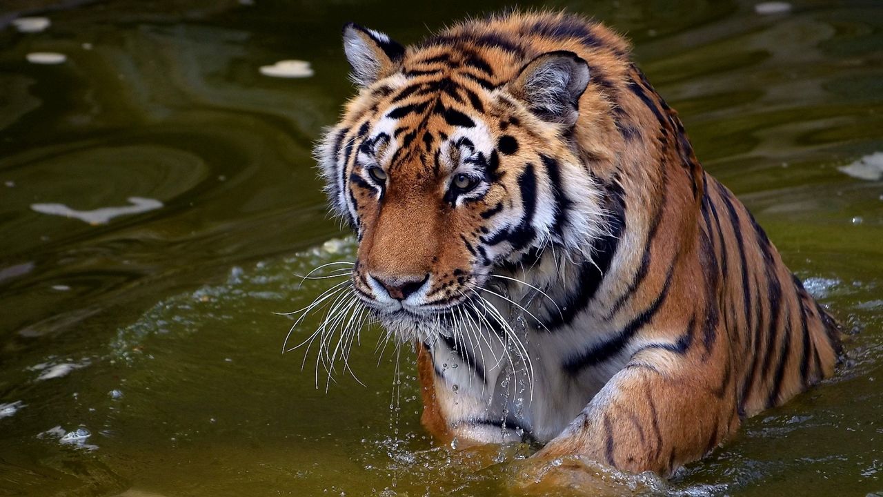 Wallpaper tiger, face, predator, water, swim