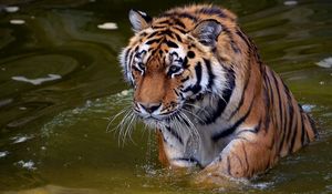 Preview wallpaper tiger, face, predator, water, swim