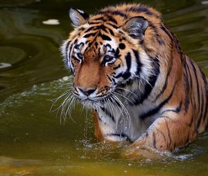 Preview wallpaper tiger, face, predator, water, swim