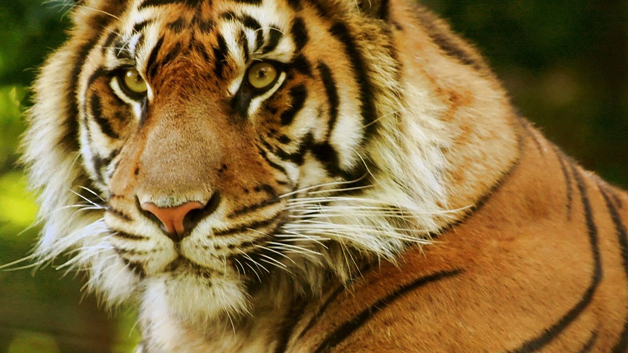 Wallpaper tiger, face, predator, eyes