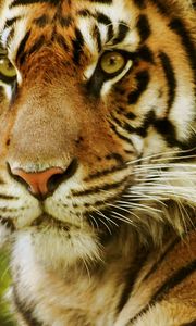 Preview wallpaper tiger, face, predator, eyes