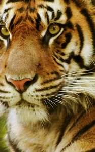 Preview wallpaper tiger, face, predator, eyes