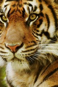 Preview wallpaper tiger, face, predator, eyes