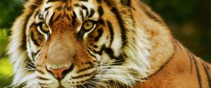 Preview wallpaper tiger, face, predator, eyes