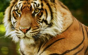 Preview wallpaper tiger, face, predator, eyes